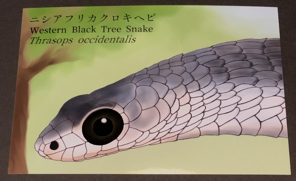 ニシアフリカクロキヘビ ポストカード