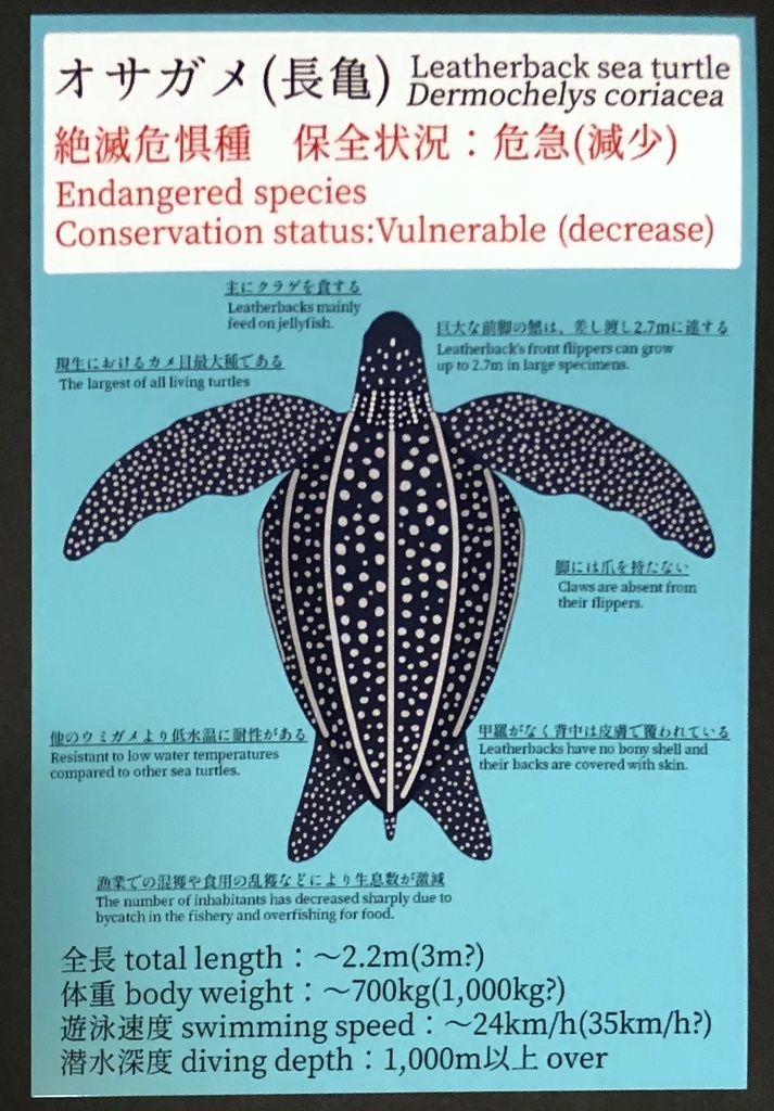 オサガメ ポストカード