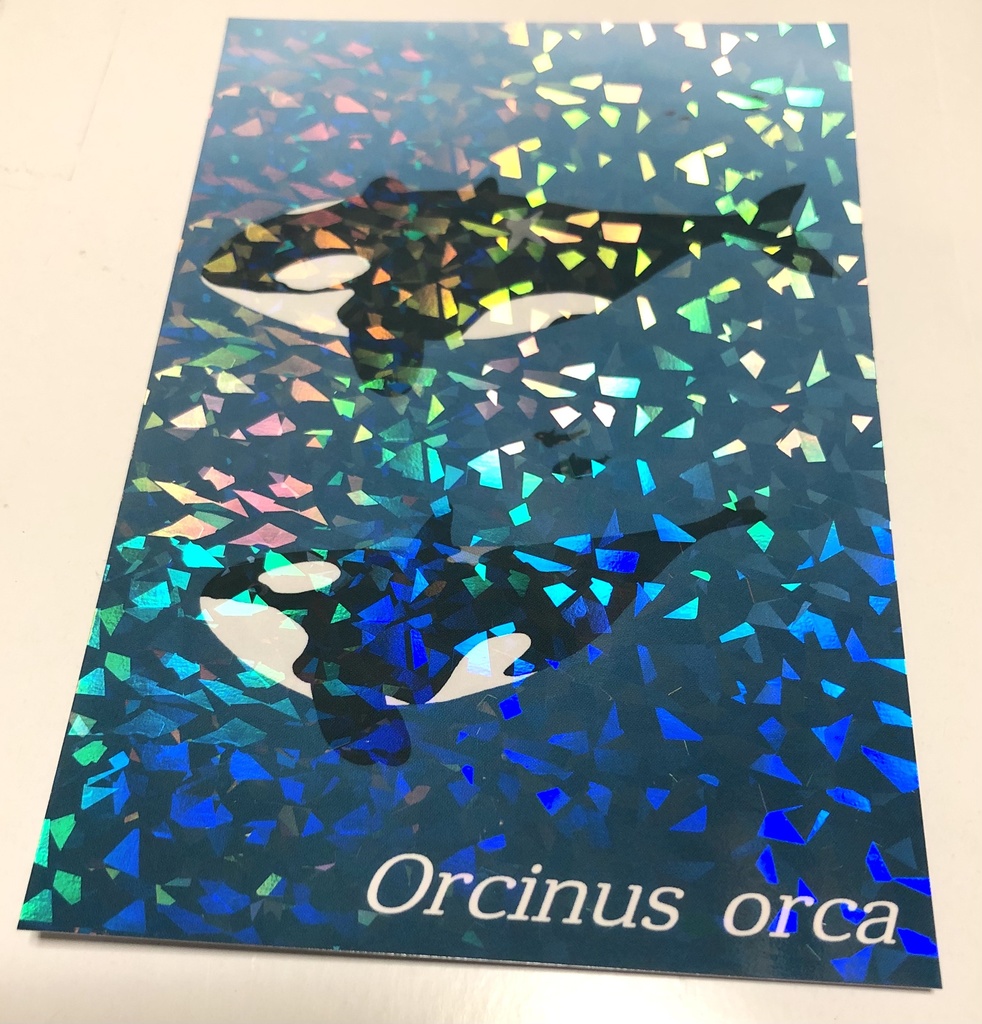 オルカ(シャチ)ホログラムポストカード