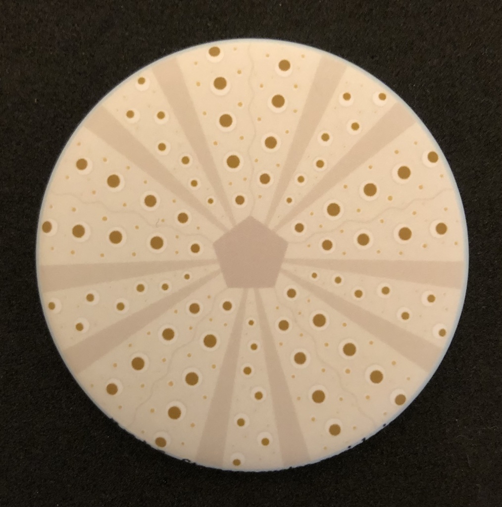 クロウニ殻モチーフデザイン缶バッジ