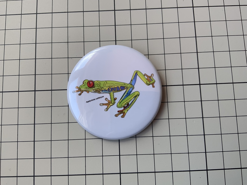 アカメアマガエル★