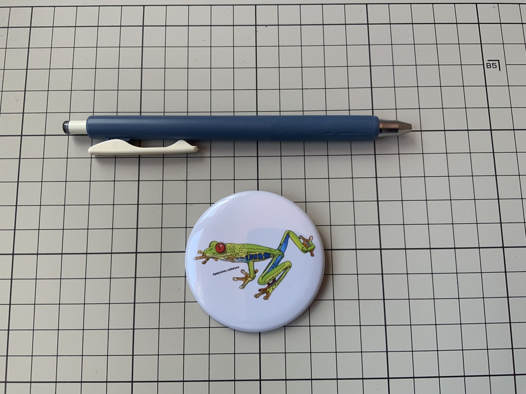 アカメアマガエル★