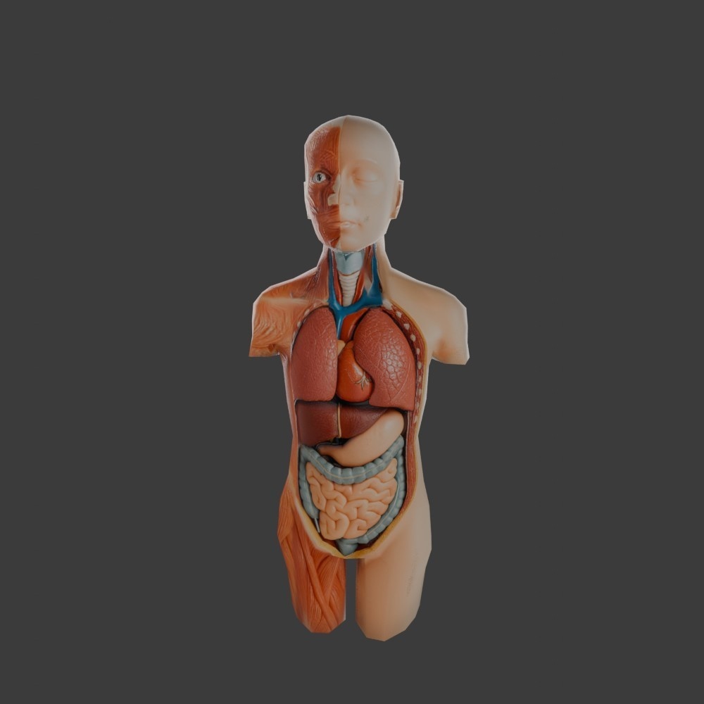 【3D小道具】人体模型すぐる君(ローポリ)