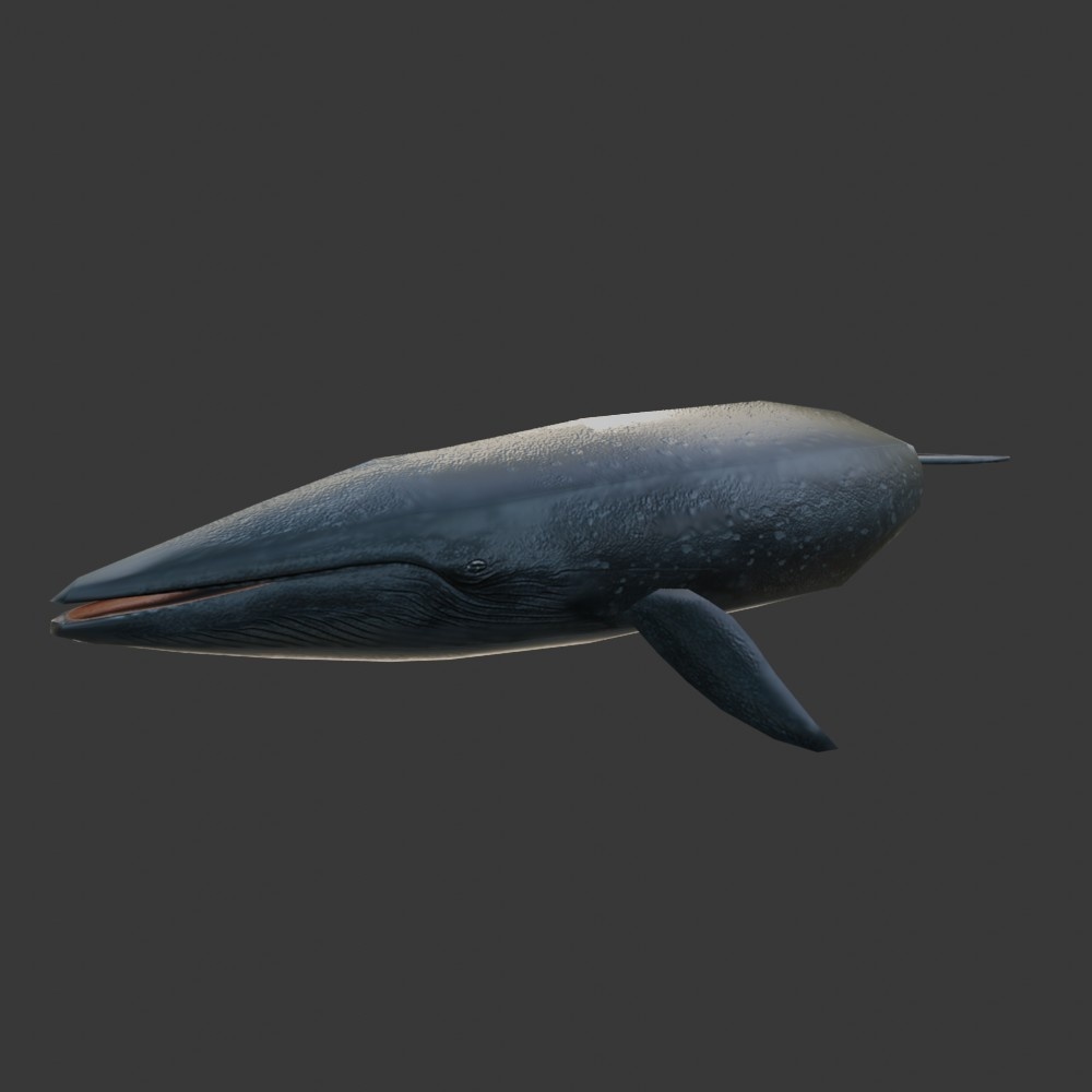 【3Dキャラクター】全長30ｍのシロナガスクジラ(ローポリ)
