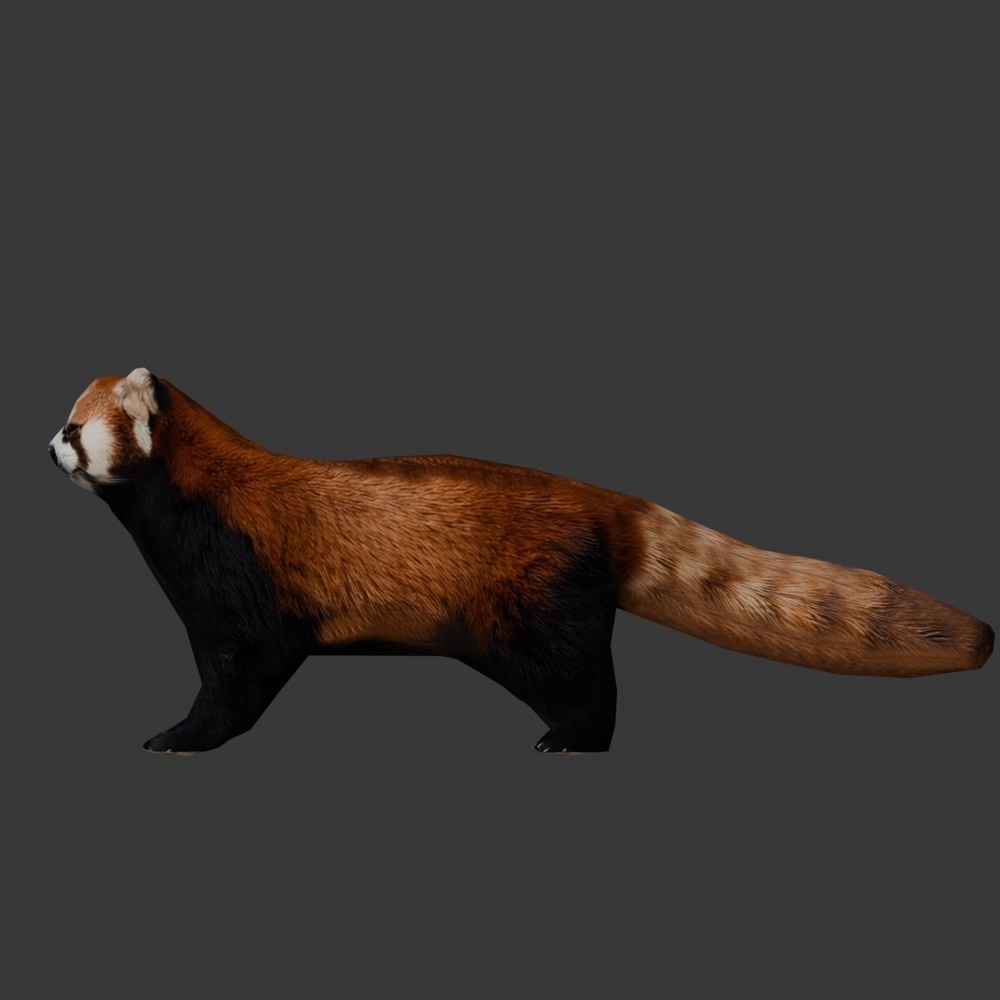 【3D動物】レッサーパンダ(ローポリ)