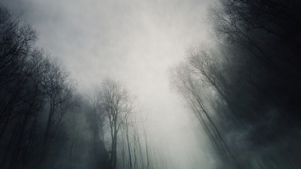 【ワールド・環境】忘れられた樹々の王域