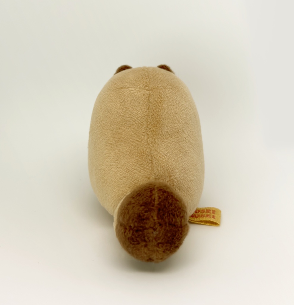 もちたぬちゃん