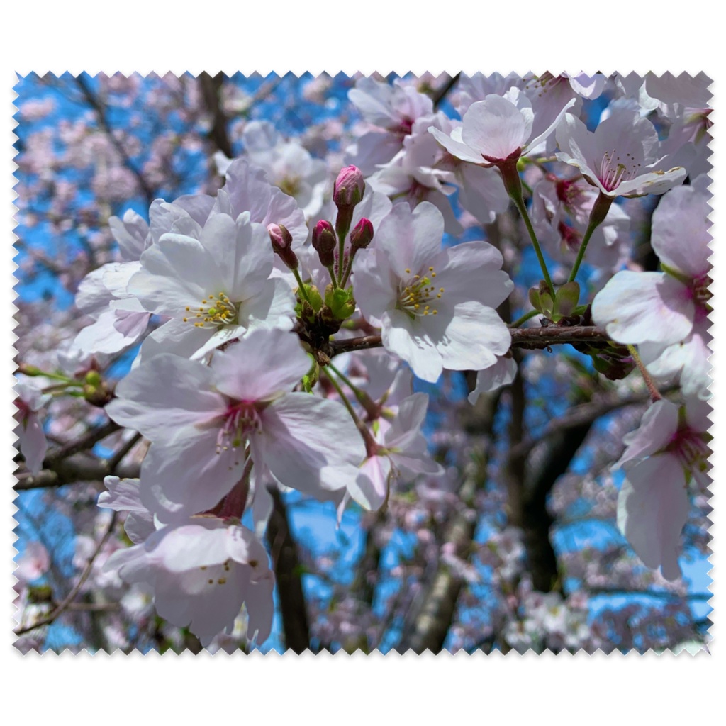 桜