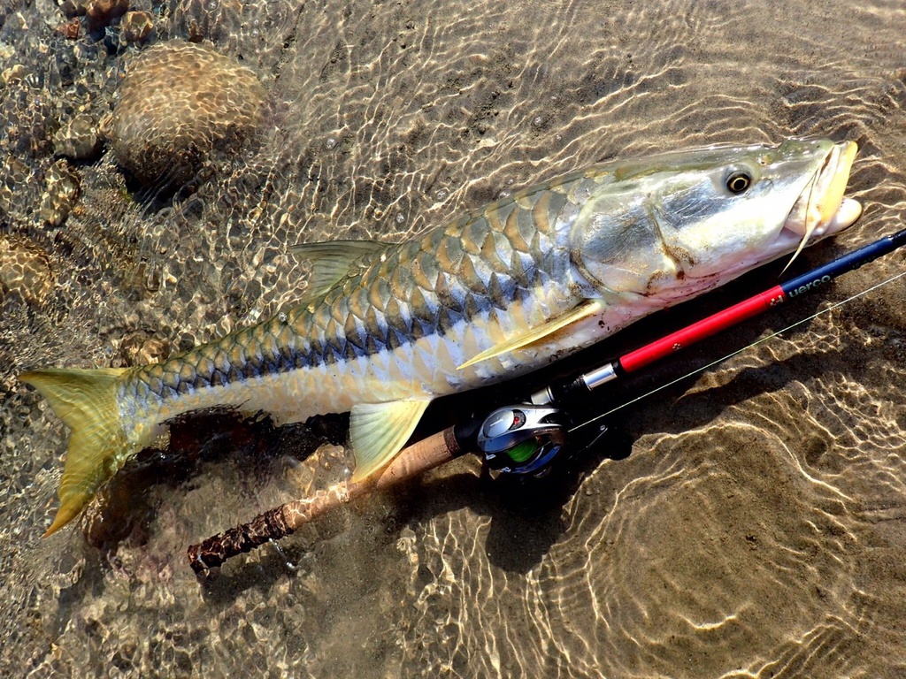 【予約商品】Huerco XT610-4C