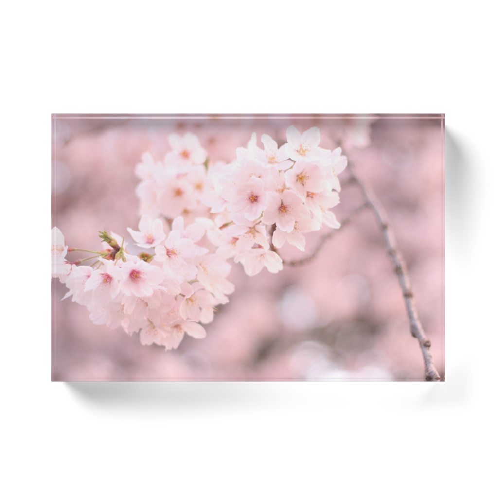 桜のアクリルブロック