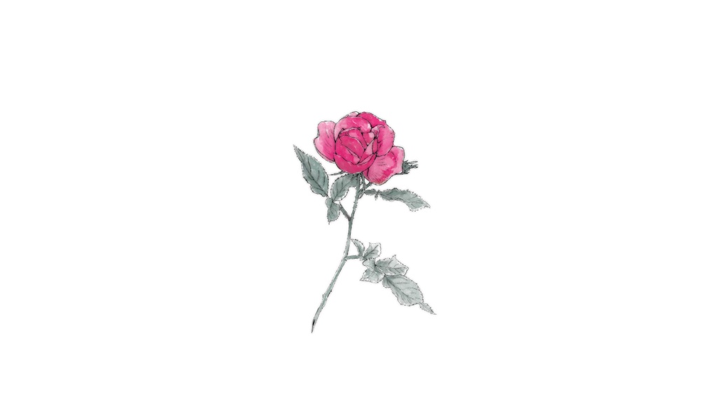 薔薇