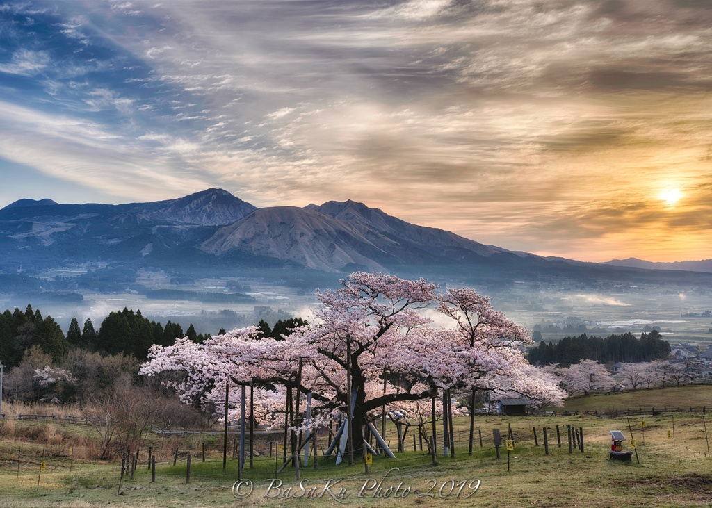 朝日と桜