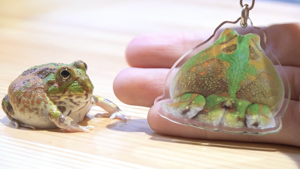 チャコガエルのプリケツ アクリルキーホルダー