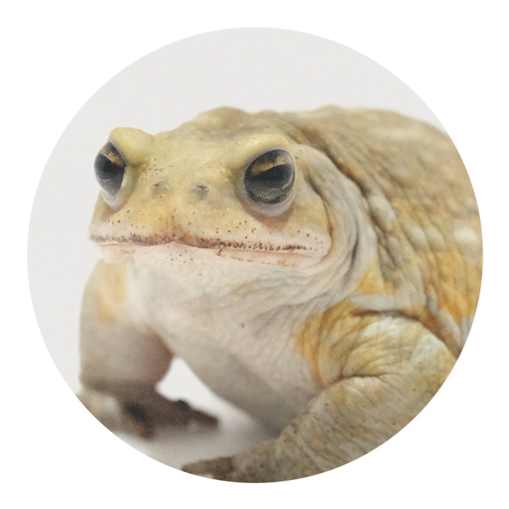 【NEW】ぷえたろう マスキングテープ