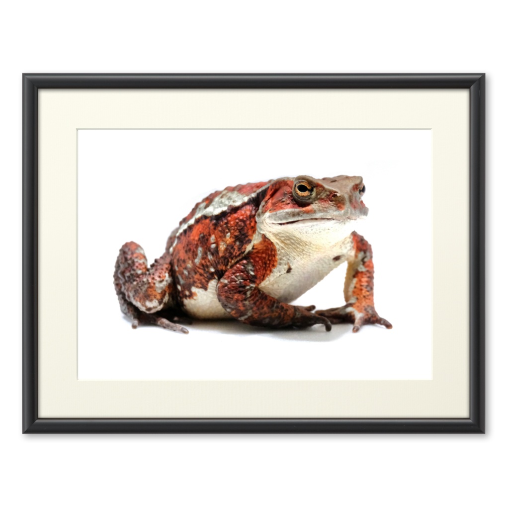 【NEW】でっかいアズマヒキガエル 複製画(プリモアート)