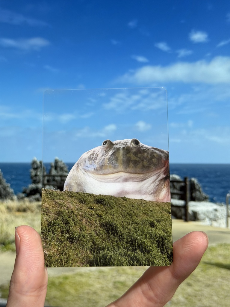 でっかいカエルといっしょ クリアカード