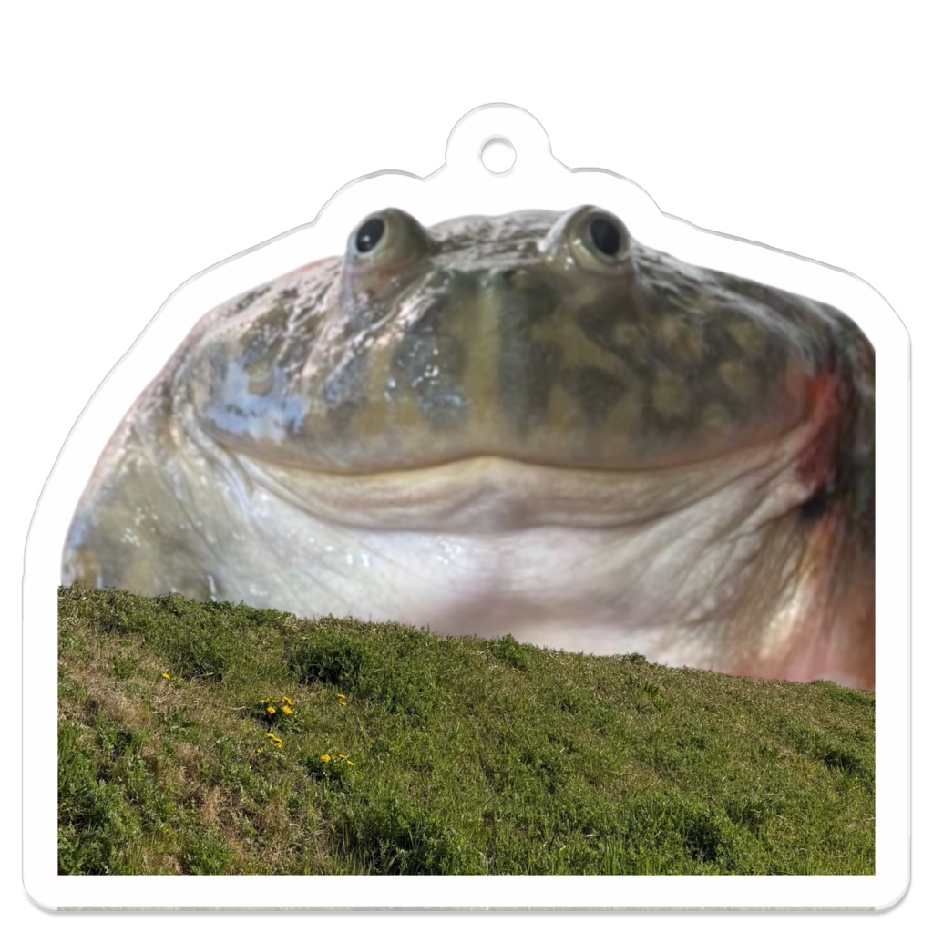 でっかいカエル アクキー