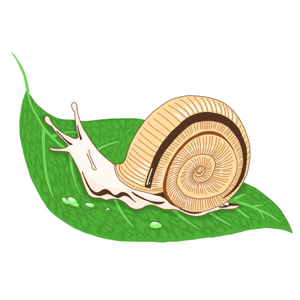 かたつむりのイラスト素材（透過PNG）