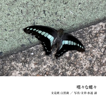 [写真×小説] 喋々な蝶々
