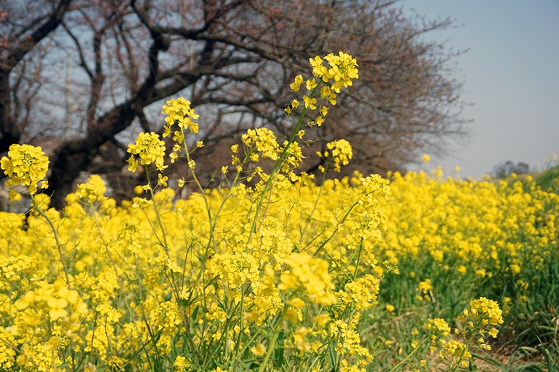 画像「菜の花畑」