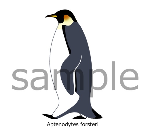 皇帝ペンギン