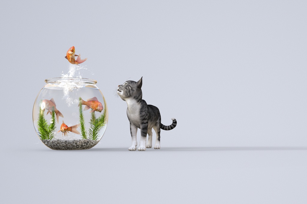 金魚鉢から勢いよく飛び跳ねる赤い金魚に釘付けになる子猫