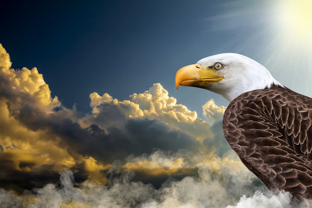 遠くを見つめアンテナをはるハクトウワシ