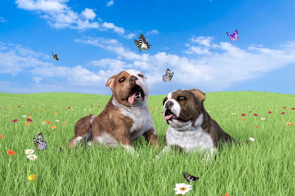 かわいい二匹のブルドッグが蝶々の飛ぶお花畑で遊ぶ