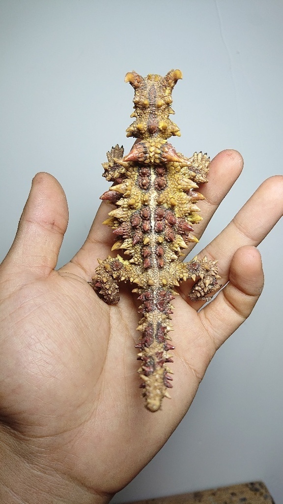 モロクトカゲ 未塗装未組立ガレージキット