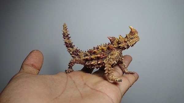 モロクトカゲ 未塗装未組立ガレージキット