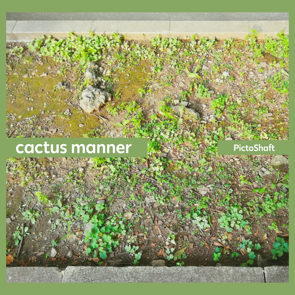 cactus manner