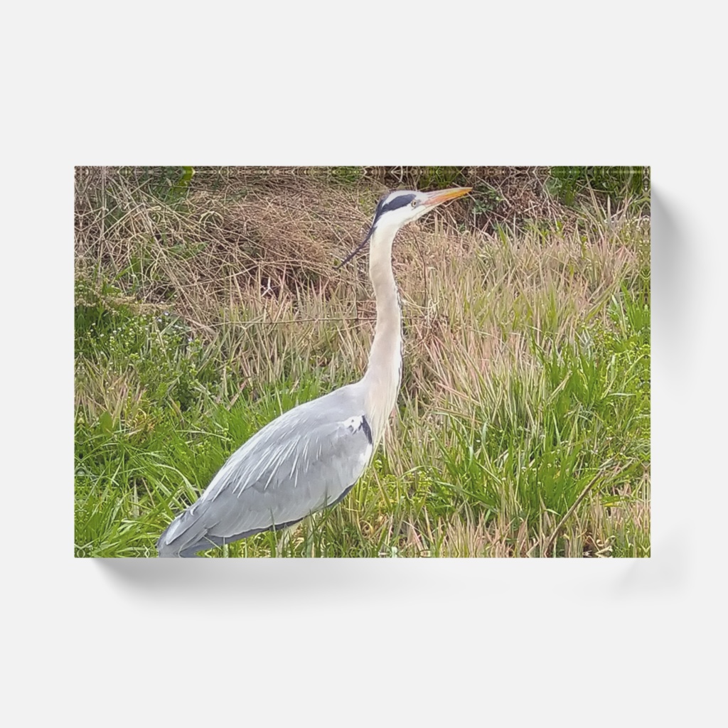 大きい鳥さんアクリルブロック