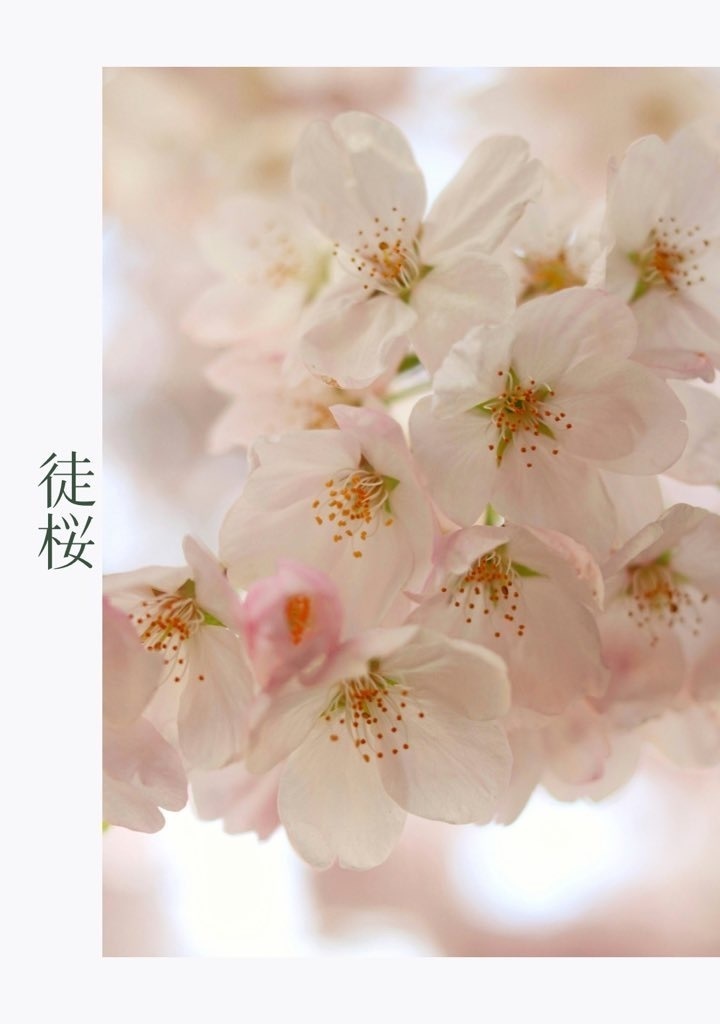 徒桜