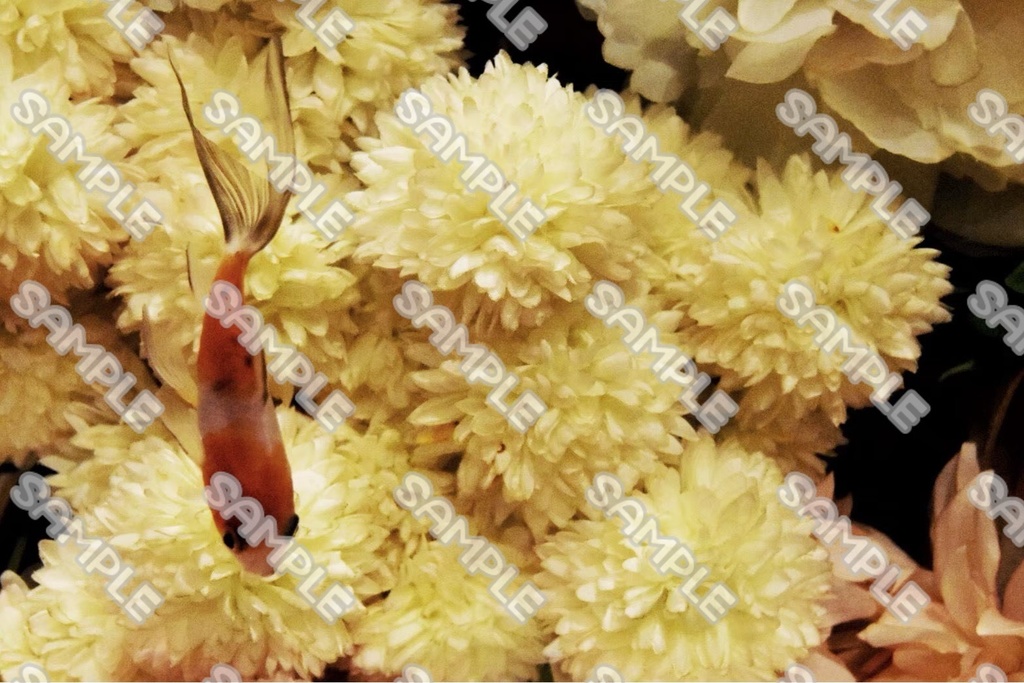 魚 素材 70点