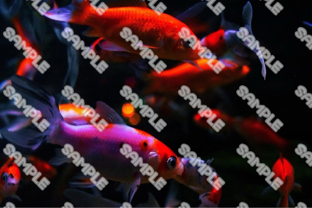 魚 素材 70点