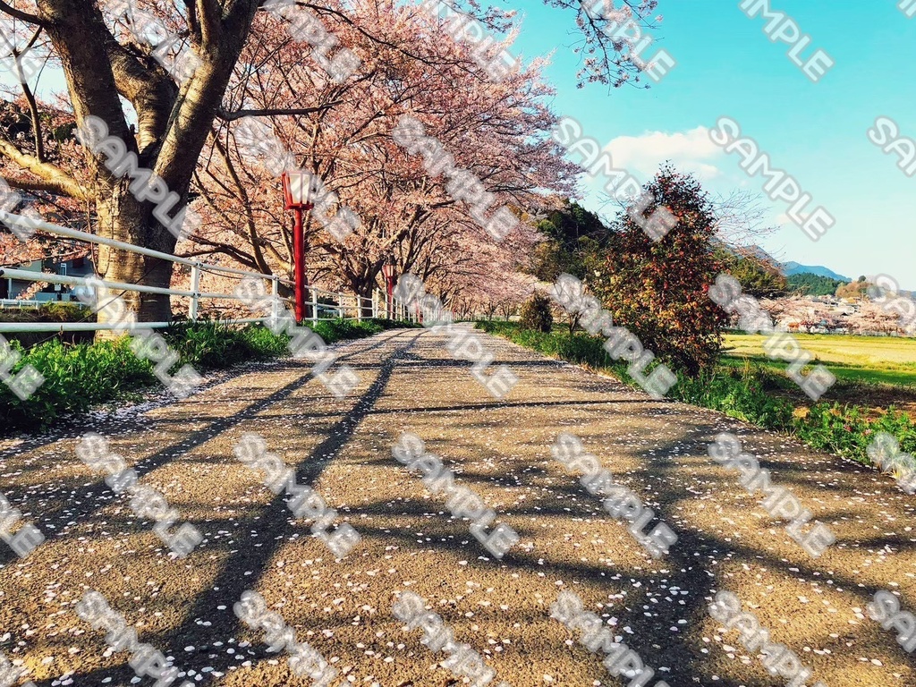 桜 素材 49点