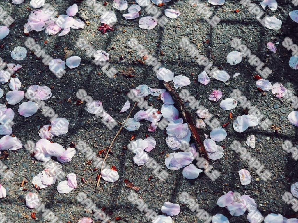 桜 素材 49点