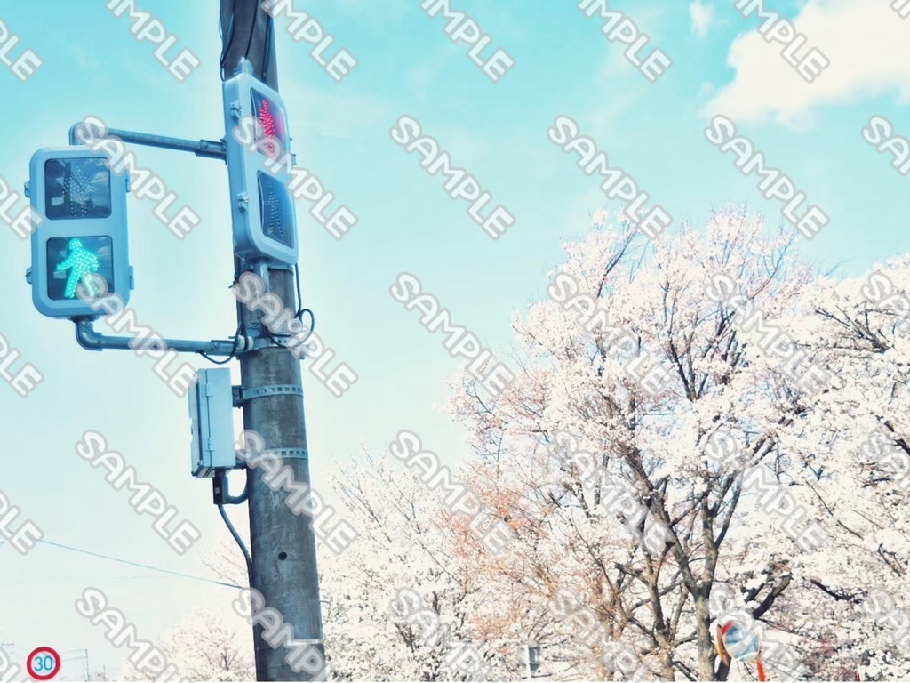 桜 素材 49点