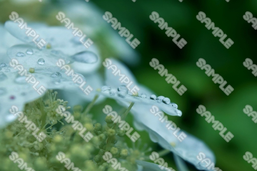 植物と雨粒(99点)
