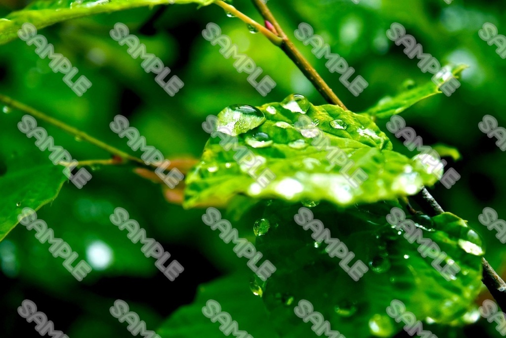 植物と雨粒(99点)