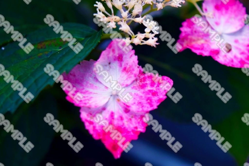 花 素材 ver.4 76点