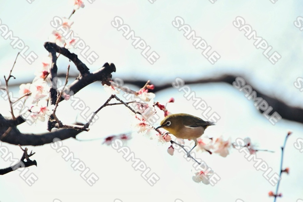 生き物 素材 70点