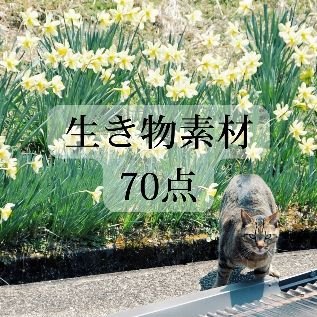 生き物 素材 70点