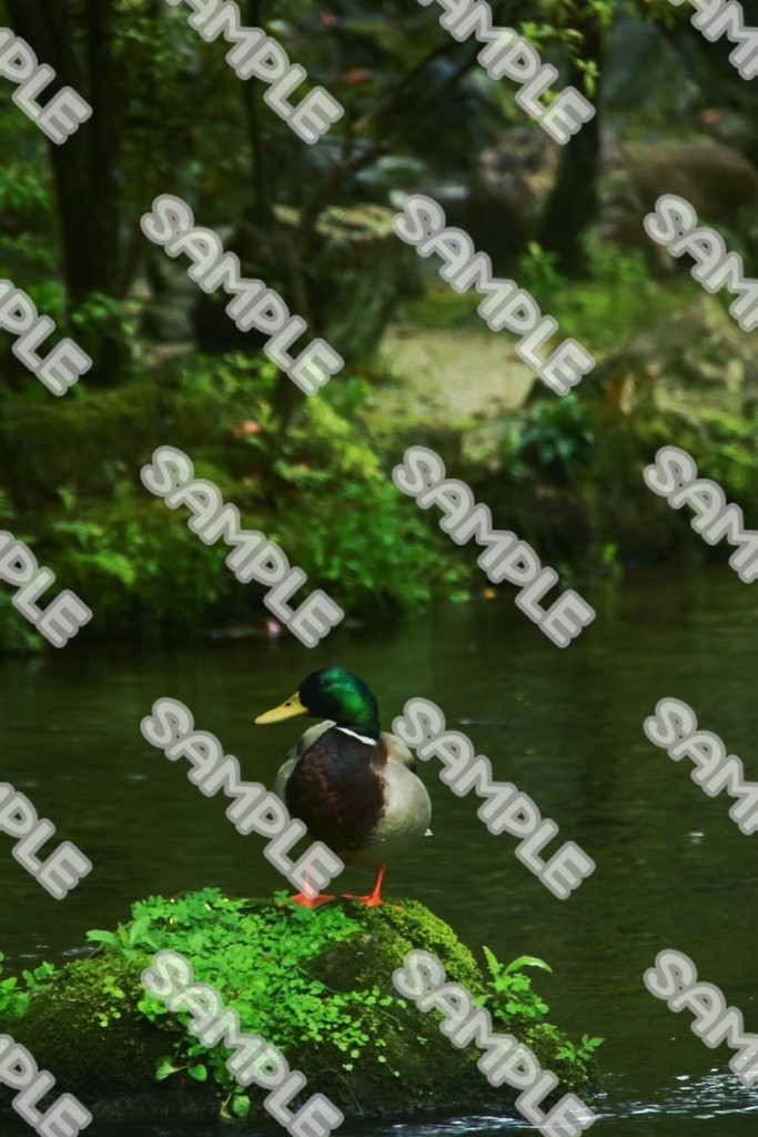 生き物 素材 70点
