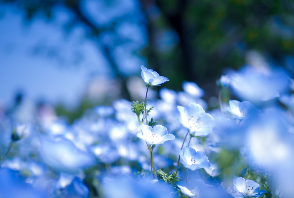 ネモフィラ写真セット