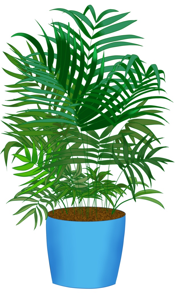 Floor Plant - Cat Palm
