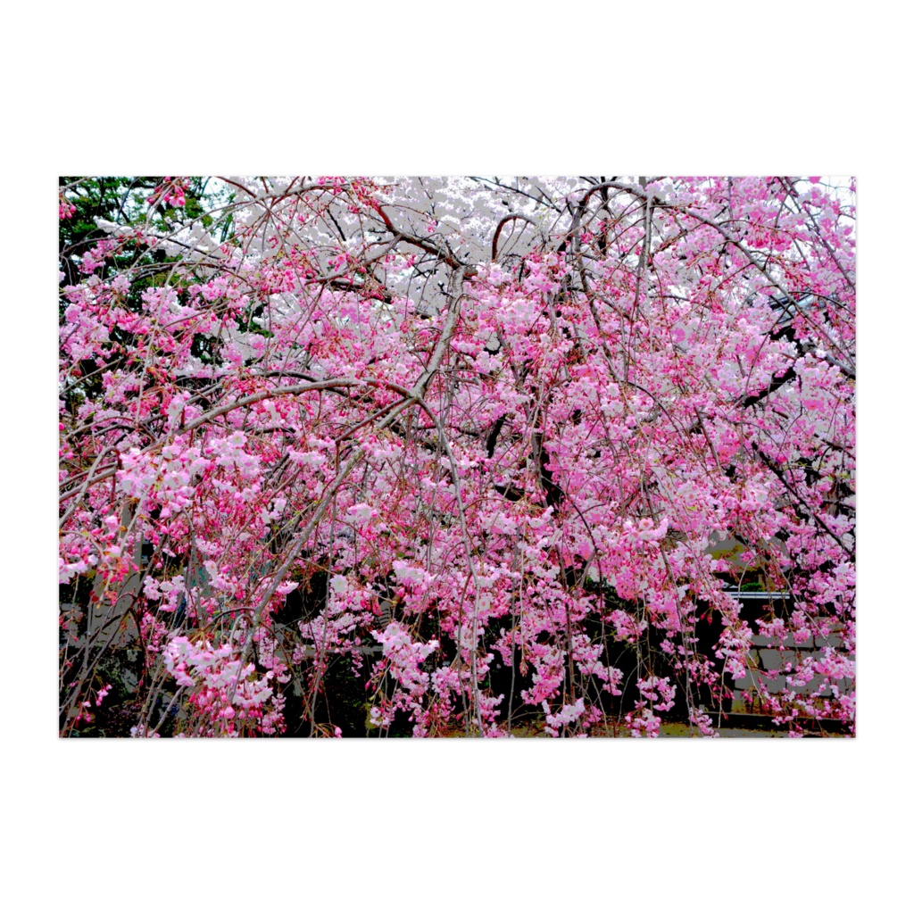 1 妙顕寺桜・桜満開