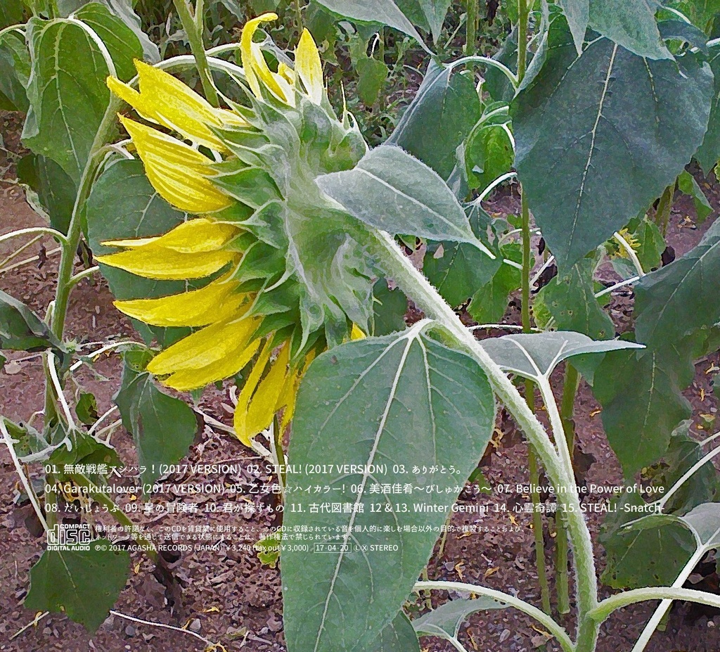 コラボCD【向日葵のタネ】