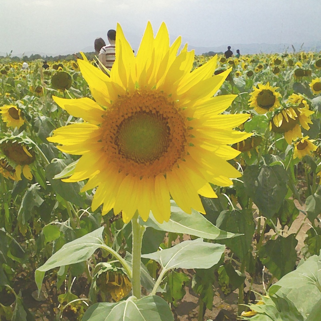コラボCD【向日葵のタネ】