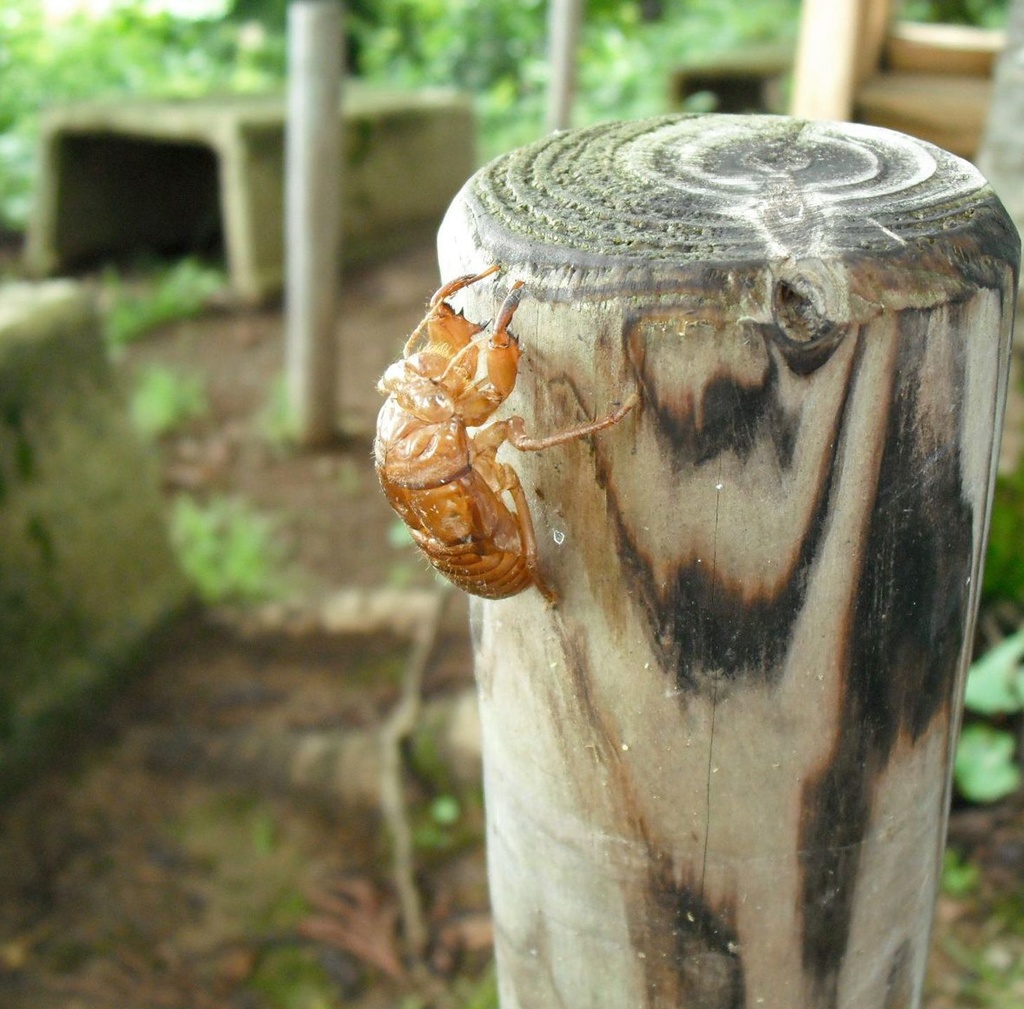 コラボCD【向日葵のタネ】